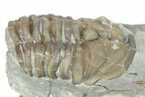 Wide, Partial Flexicalymene Trilobite - Indiana #287777-2